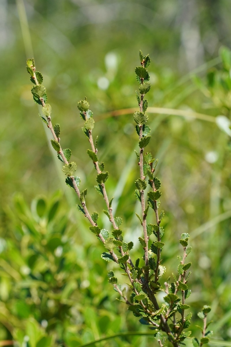 Newfoundland Dwarf Birch photo 2