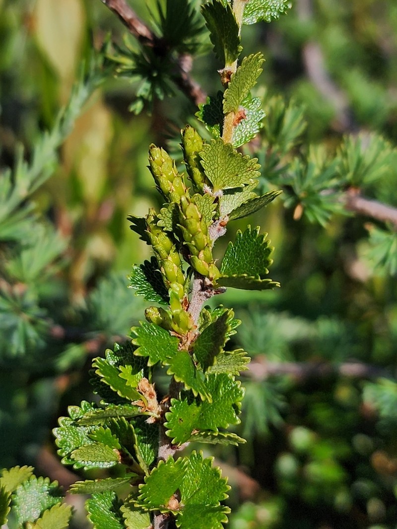 Newfoundland Dwarf Birch photo 3