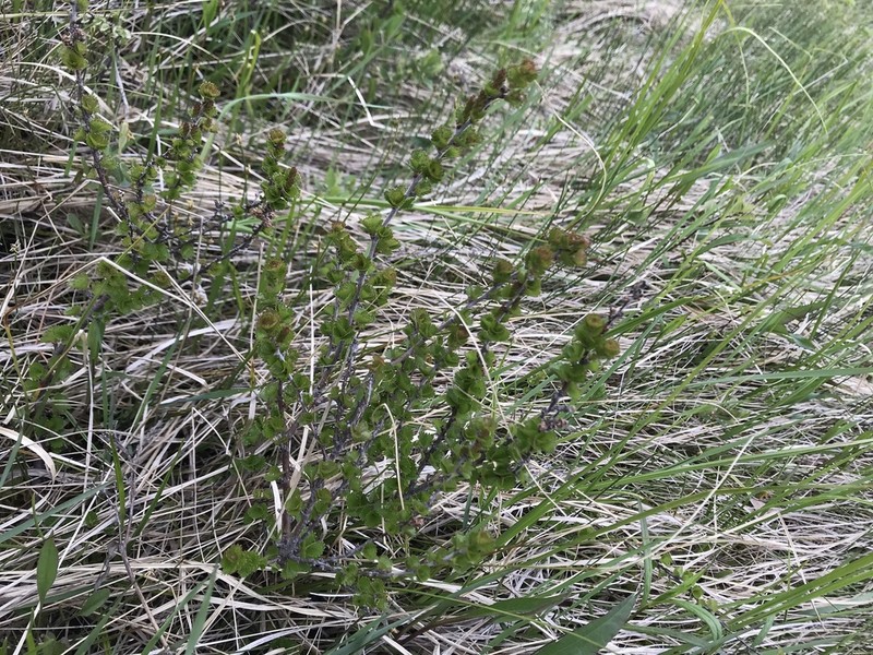 Newfoundland Dwarf Birch photo 4
