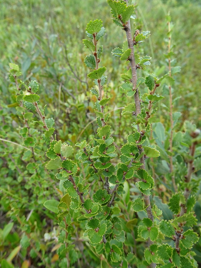 Newfoundland Dwarf Birch photo 5