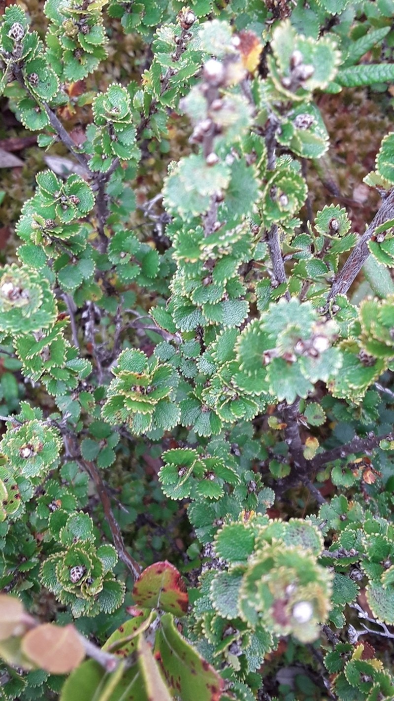 Newfoundland Dwarf Birch photo 6