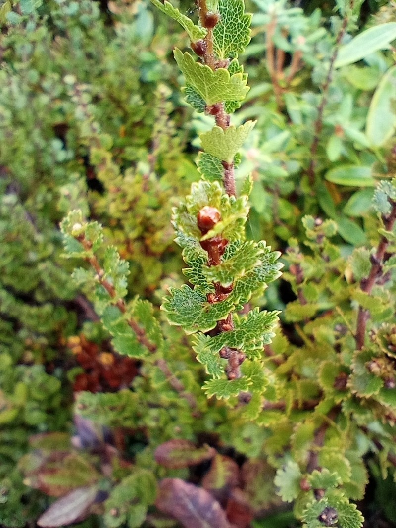 Newfoundland Dwarf Birch photo 7