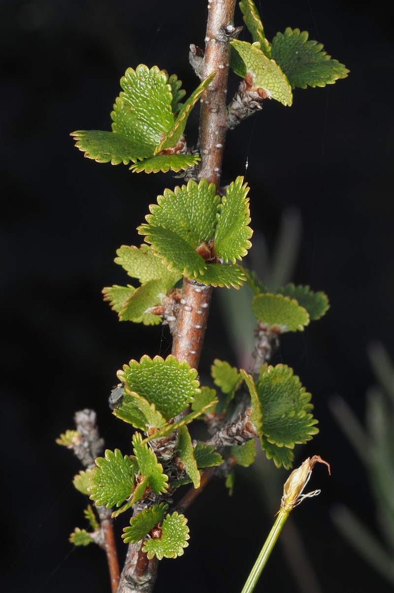 Newfoundland Dwarf Birch photo 8