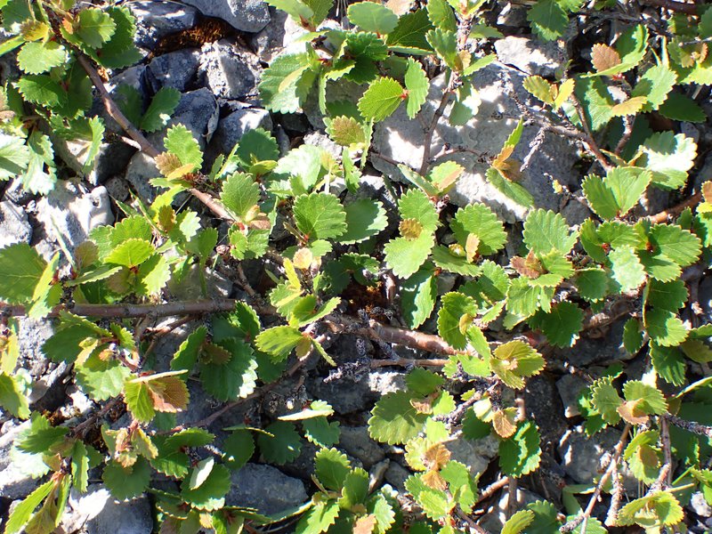 Newfoundland Dwarf Birch