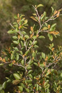 Betula microphylla