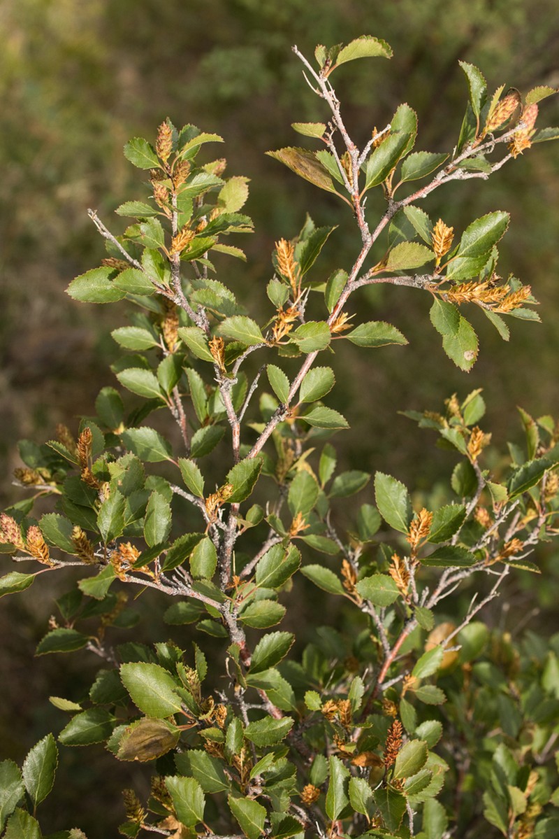 Betula microphylla