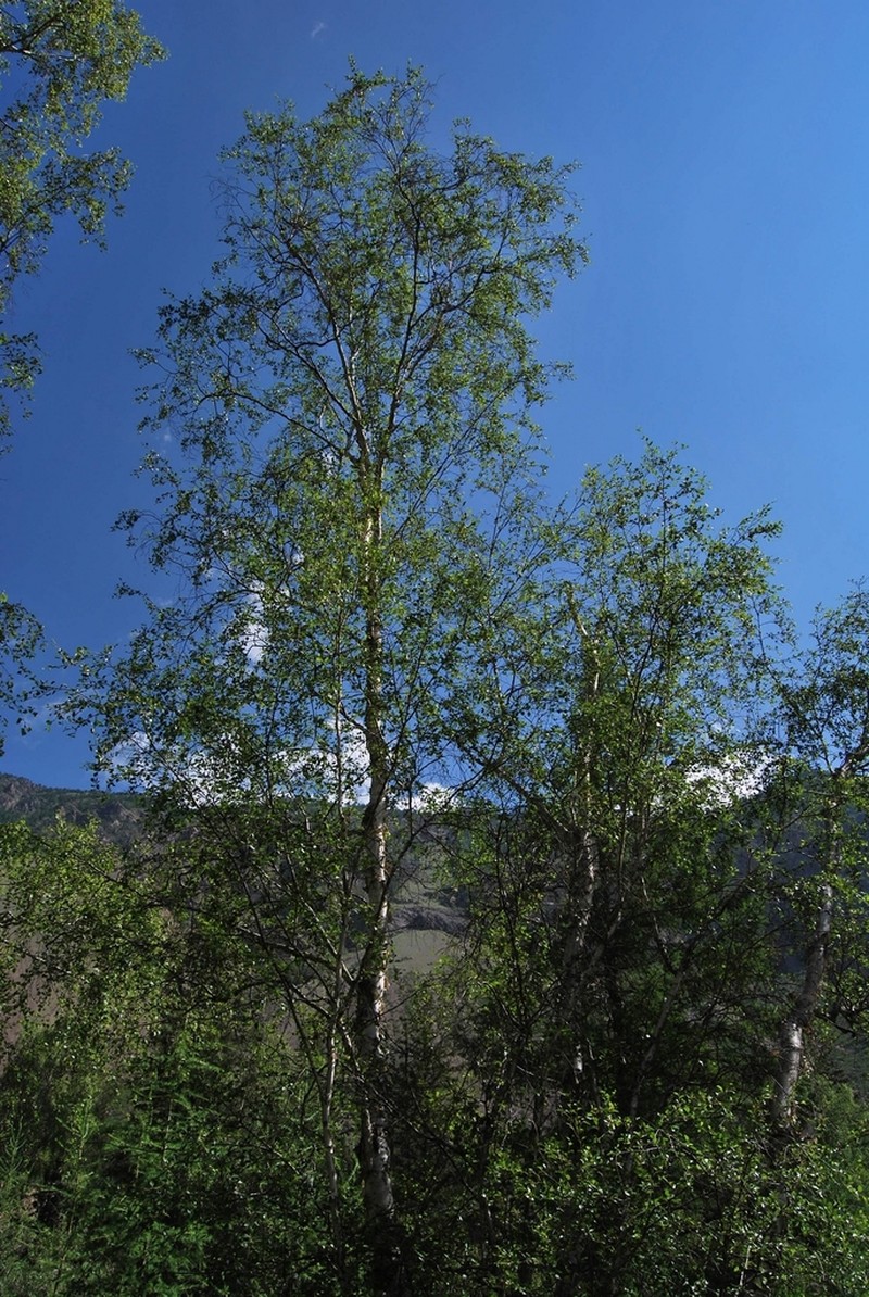 Betula microphylla photo 2