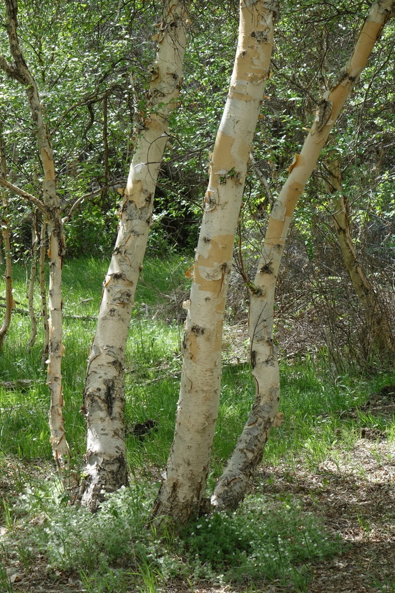Betula microphylla photo 3