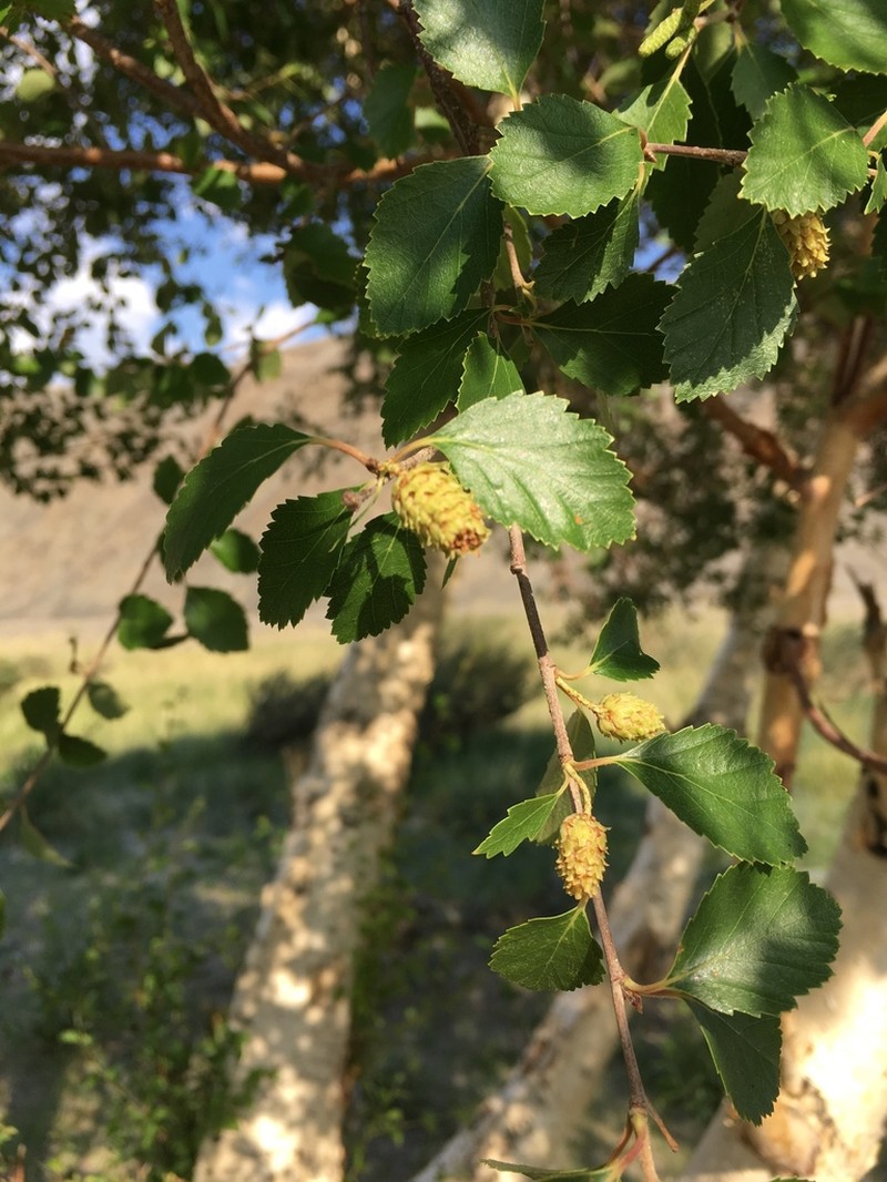 Betula microphylla photo 4