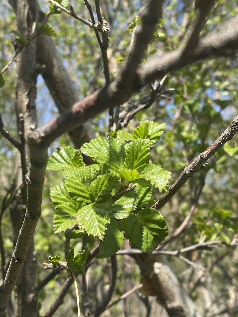 Betula microphylla photo 5