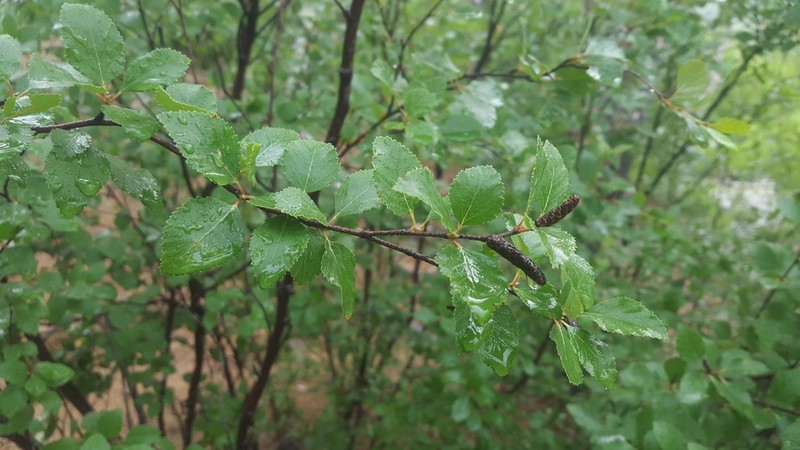 Betula microphylla photo 8