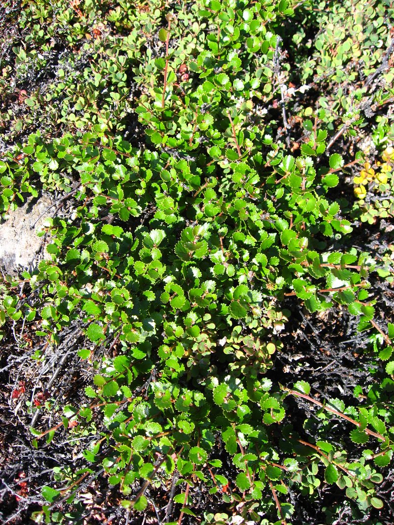 Dwarf Birch photo 2