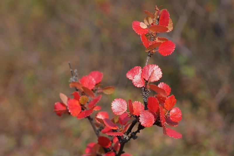 Dwarf Birch photo 3
