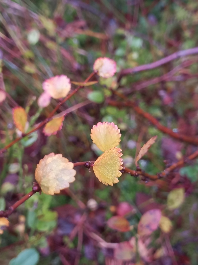 Dwarf Birch photo 4