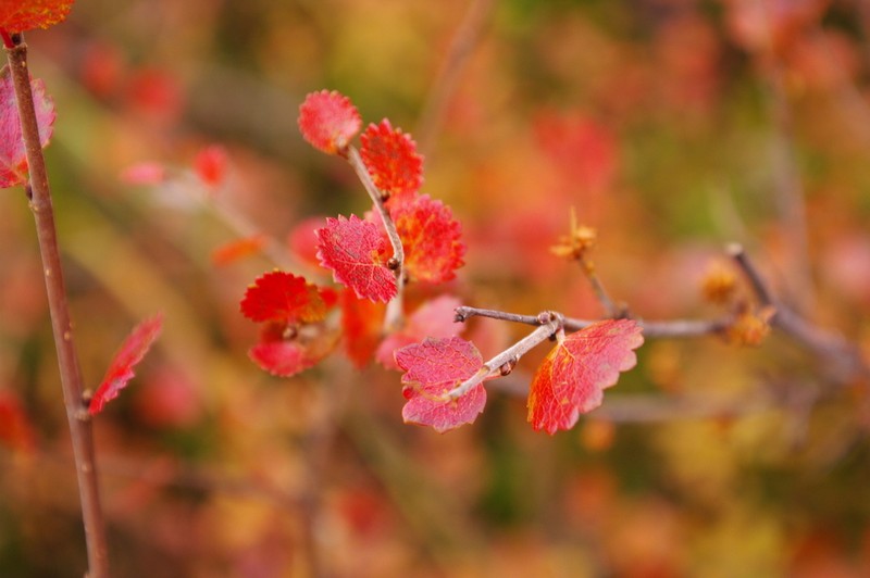 Dwarf Birch photo 5