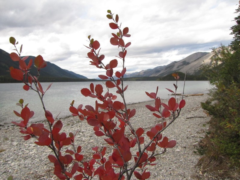 Dwarf Birch photo 6