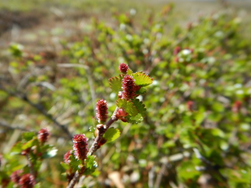 Dwarf Birch photo 7