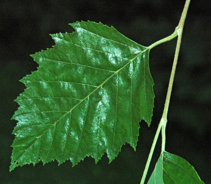 River Birch