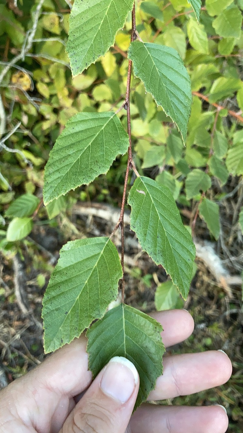 River Birch photo 3