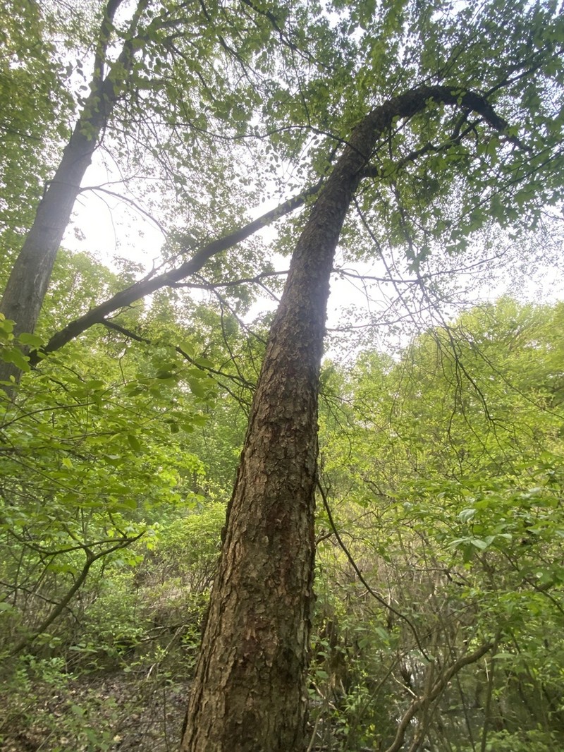 River Birch photo 4