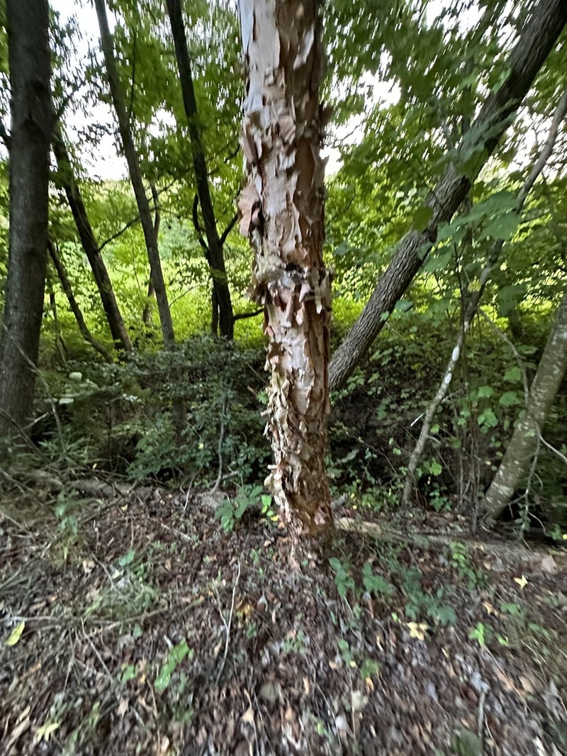 River Birch photo 5