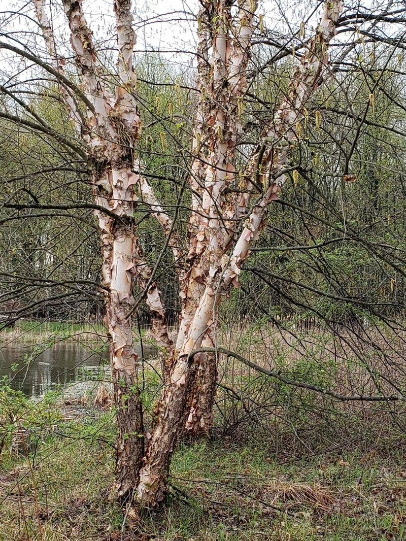 River Birch photo 6
