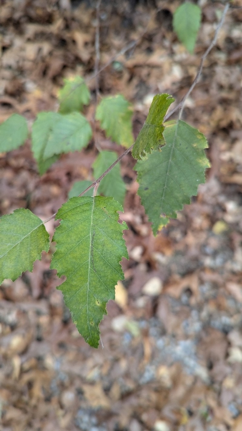 River Birch photo 7