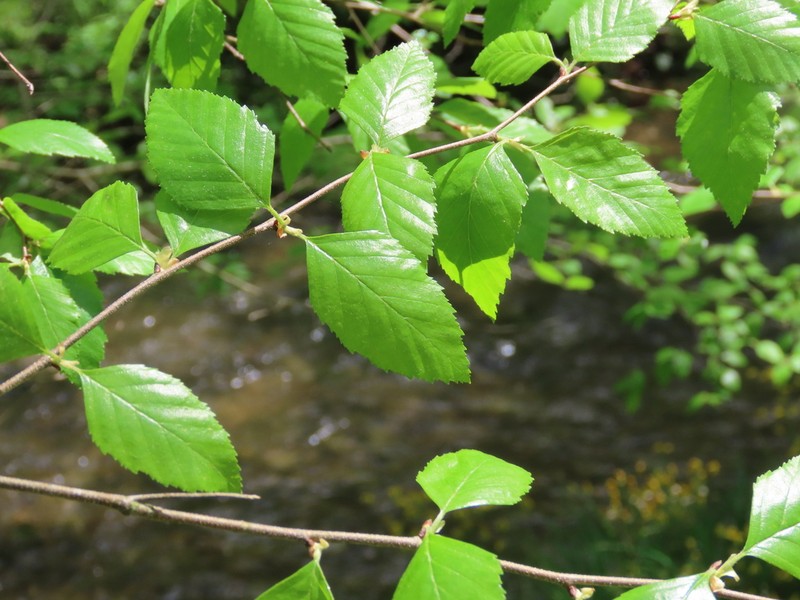 River Birch photo 8