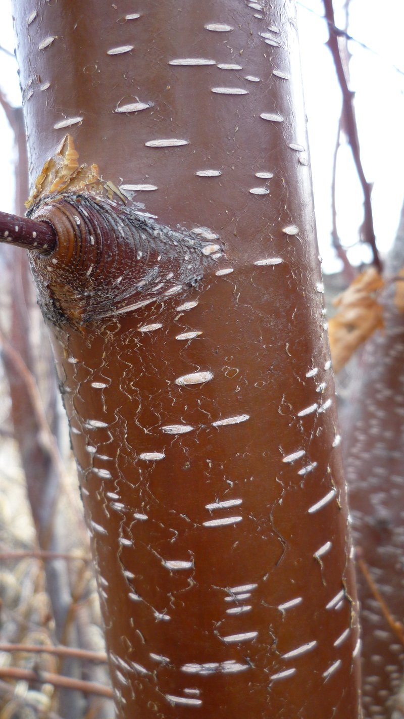 Water Birch photo 2