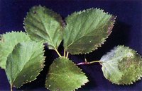 Water Birch