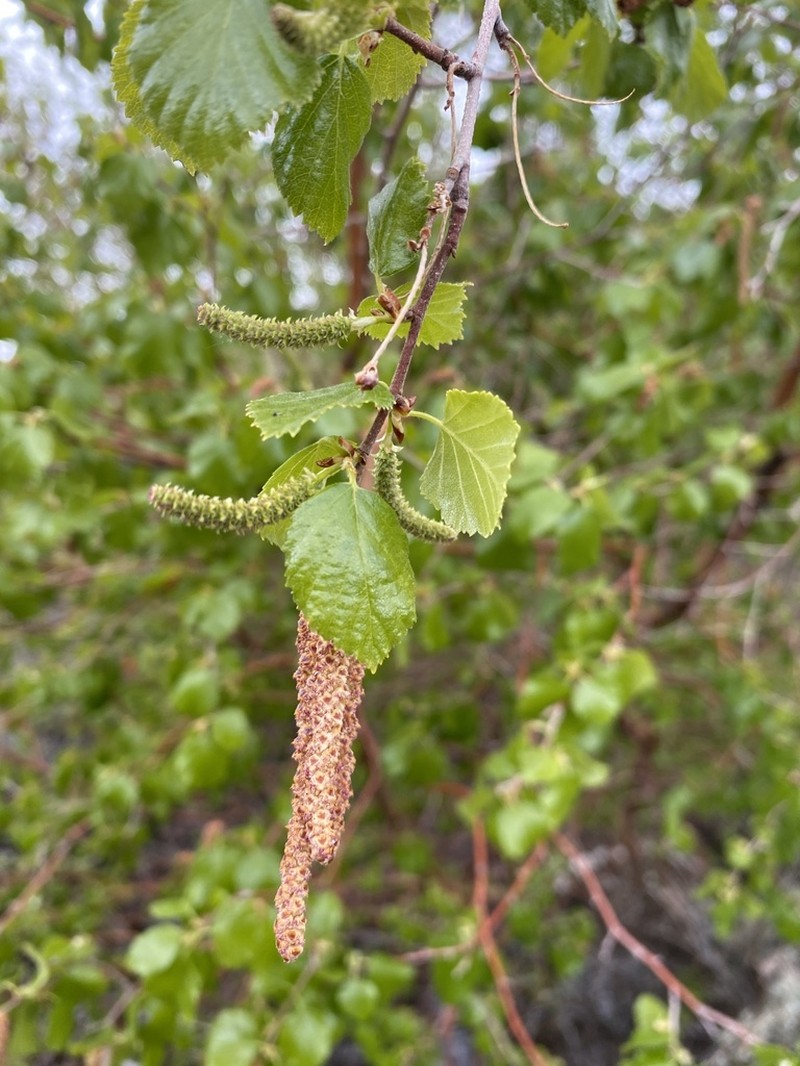 Water Birch photo 3