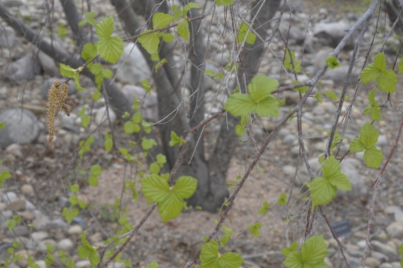Water Birch photo 4