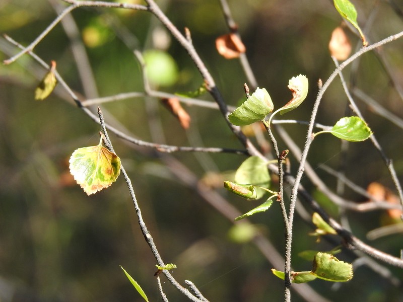 Water Birch photo 5