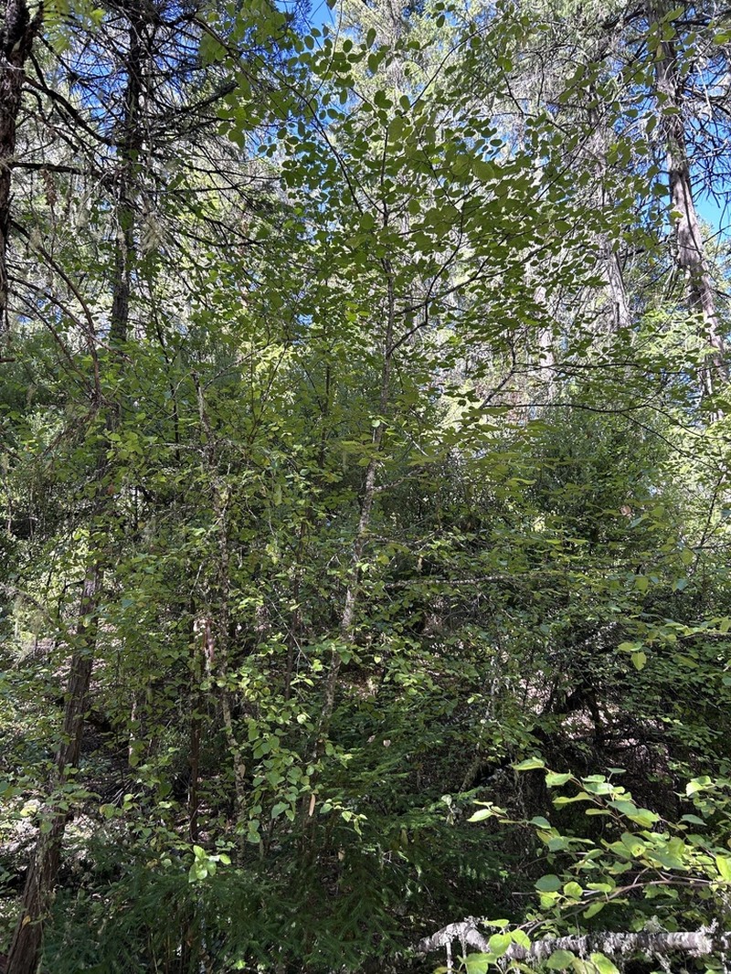 Water Birch photo 6