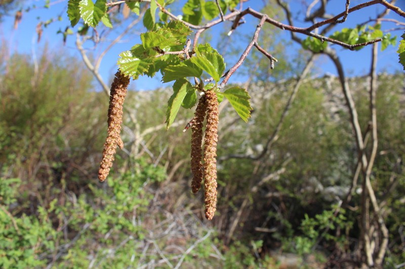 Water Birch photo 7