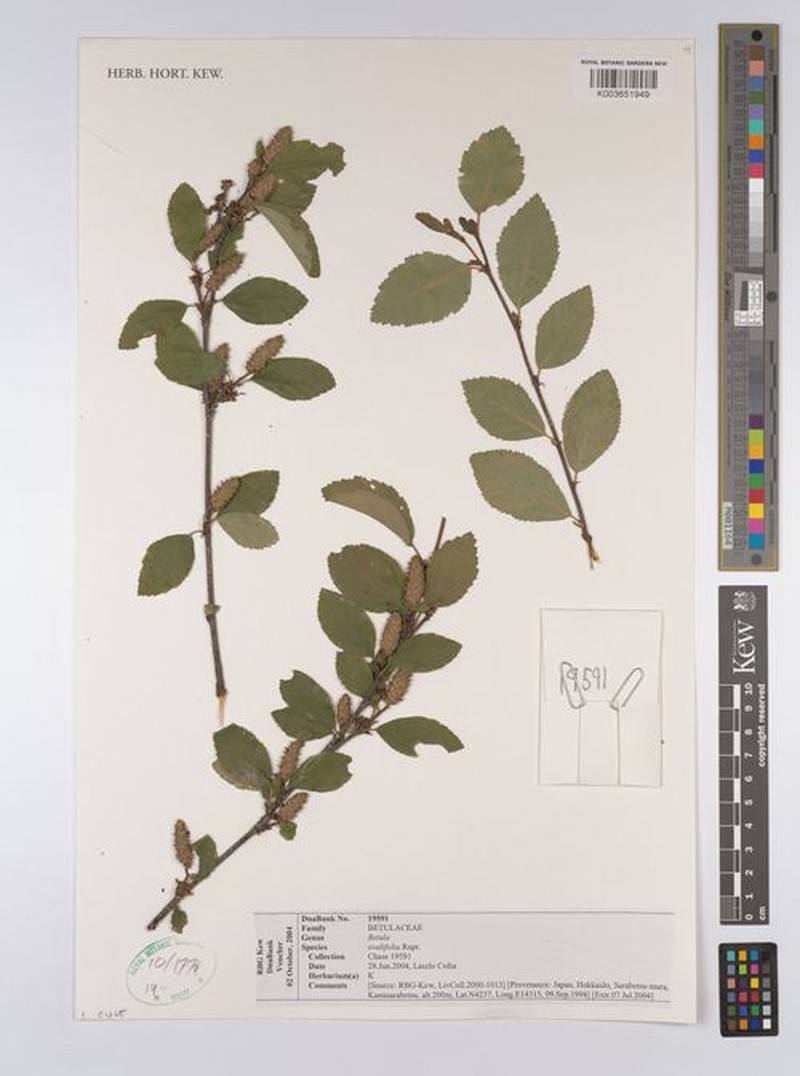 Betula ovalifolia