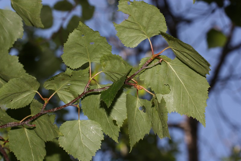 Paper Birch