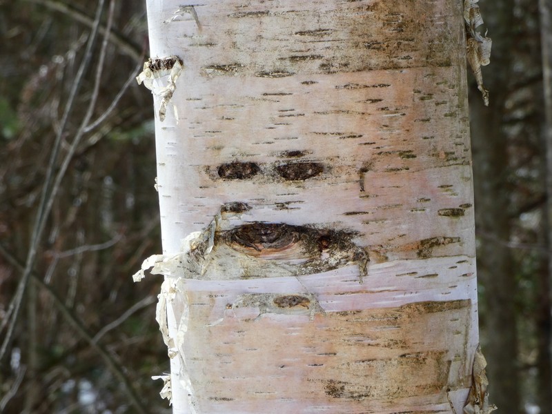 Paper Birch photo 2