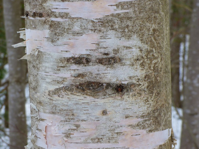 Paper Birch photo 3