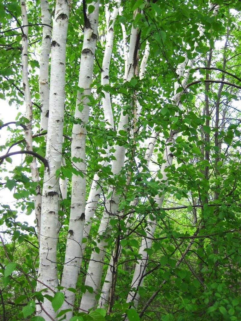Paper Birch photo 4