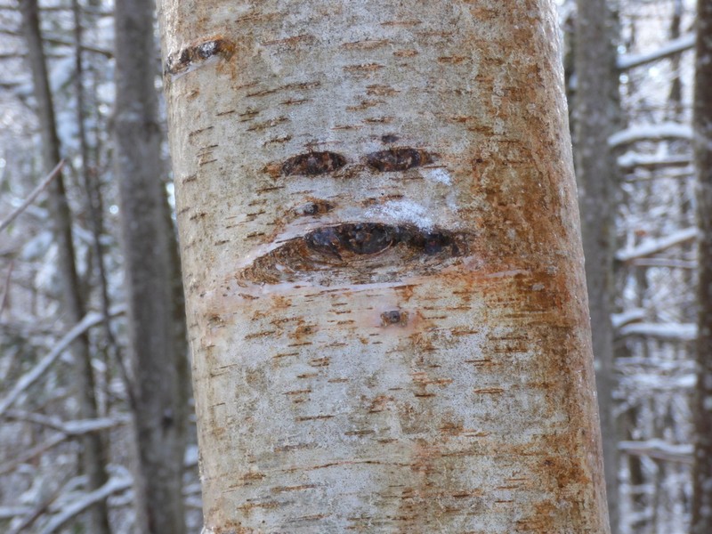Paper Birch photo 5