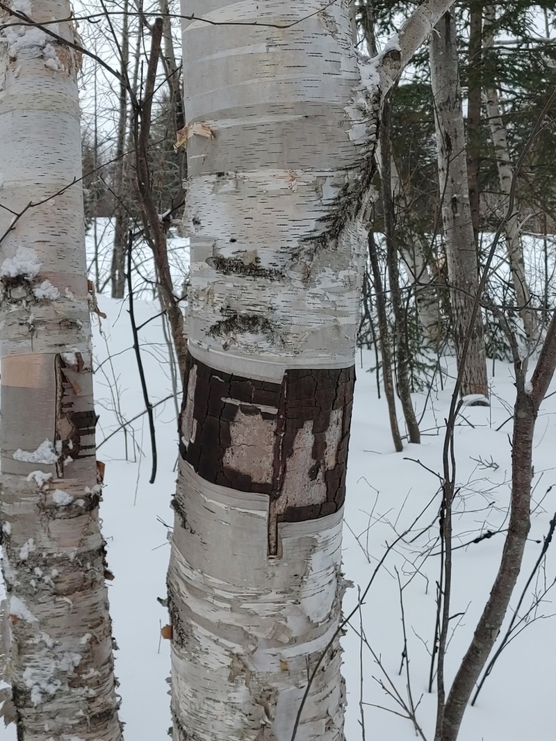 Paper Birch photo 6