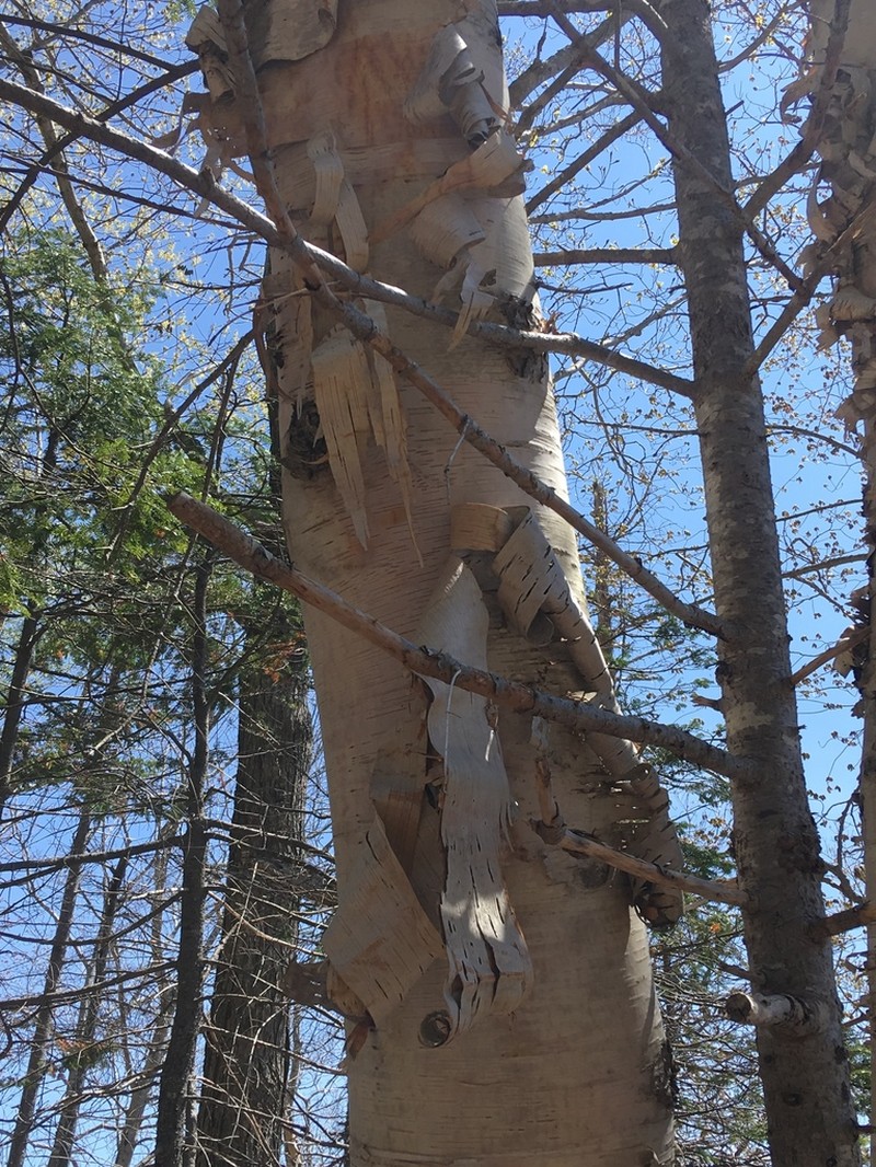 Paper Birch photo 7