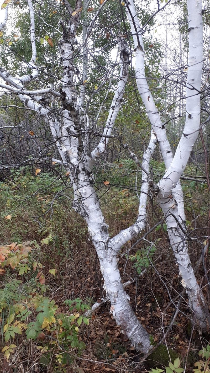 Paper Birch photo 8