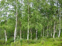 European White Birch
