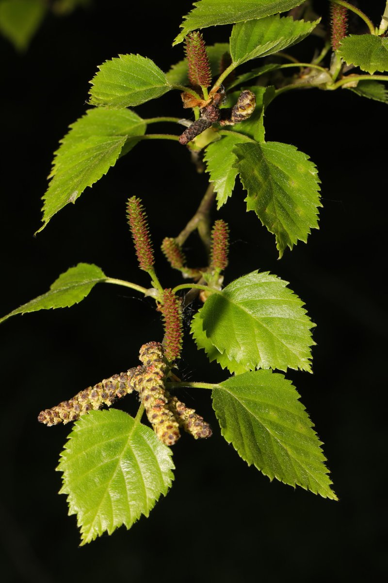 European White Birch photo 2