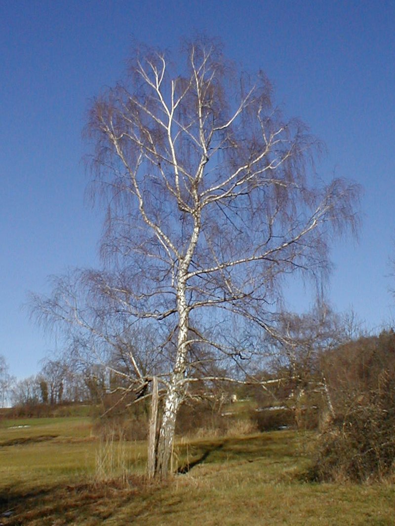 European White Birch photo 3