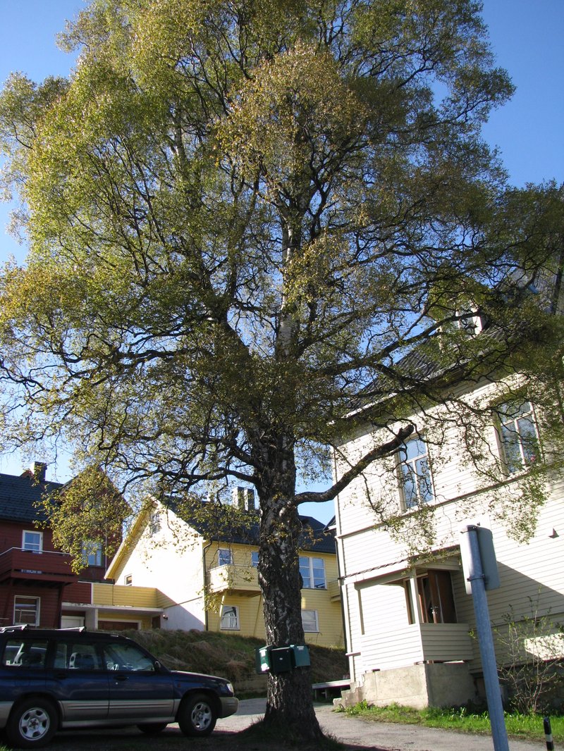 European White Birch photo 4