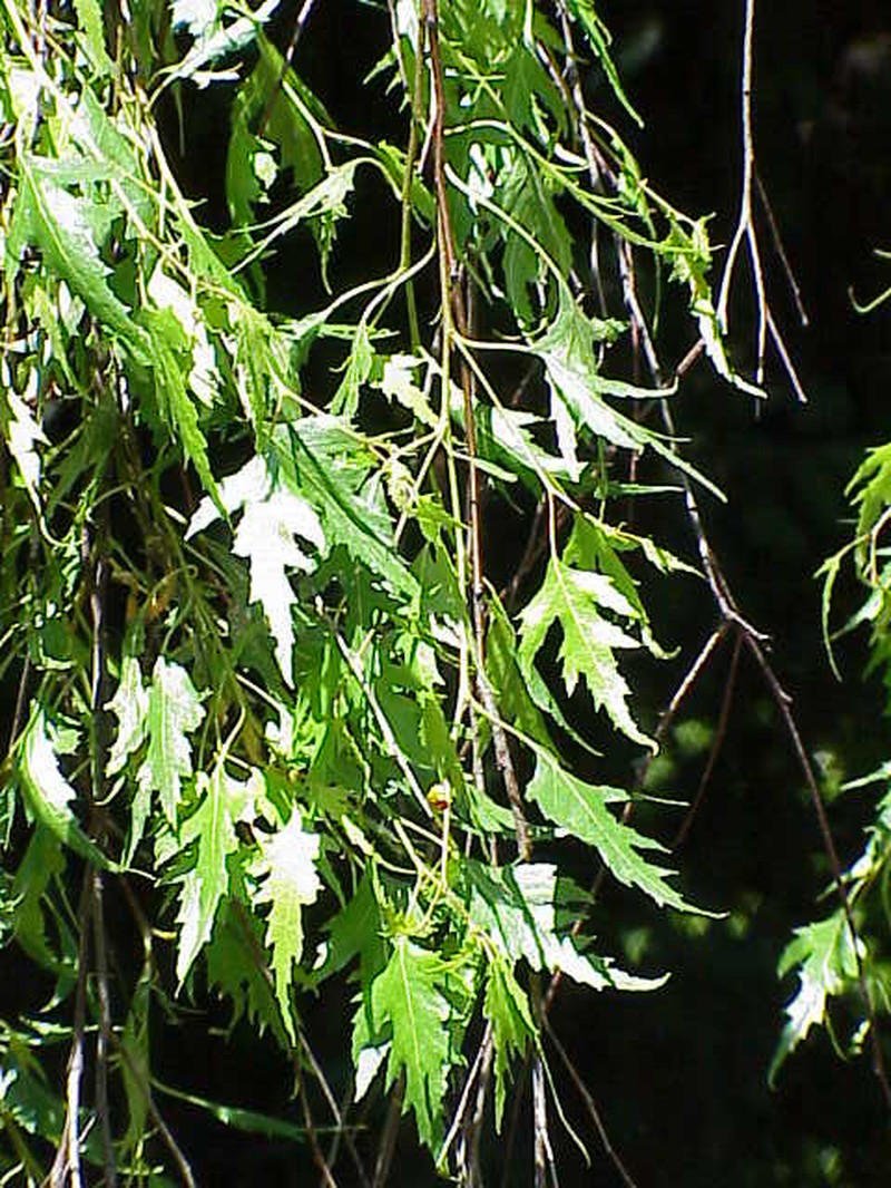 European White Birch photo 5