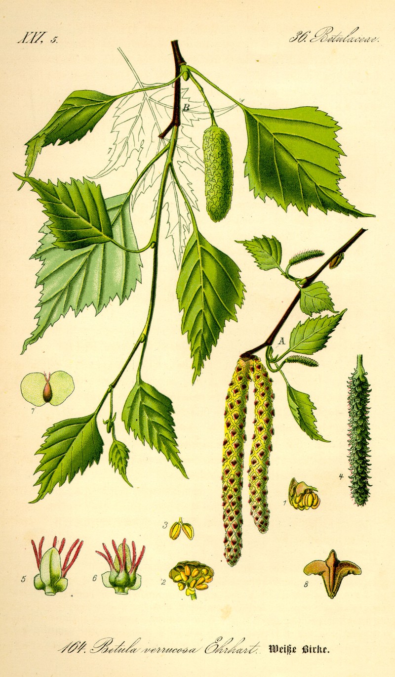 European White Birch photo 6